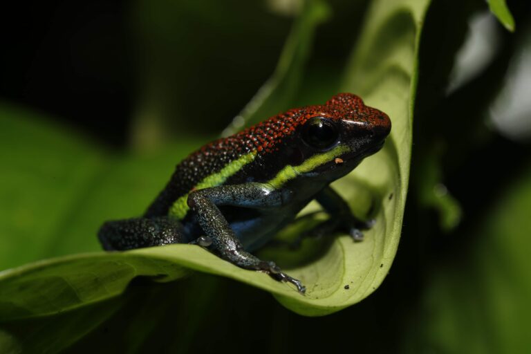 Poison Frog