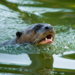 Wildlife of Manu National Park