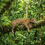 Sustainable Tourism in the Amazon